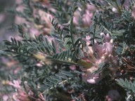 Astragalus sempervirens