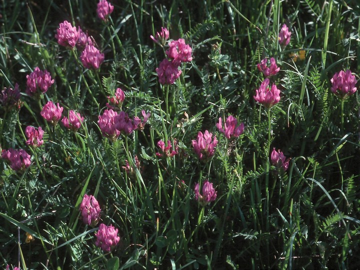 Astragalus danicus