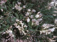 Oxytropis foetida