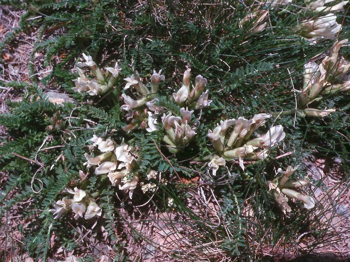 Oxytropis foetida