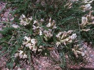 Oxytropis foetida