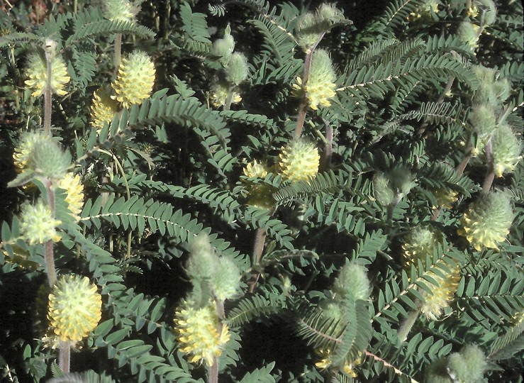 Astragalus centralpinus