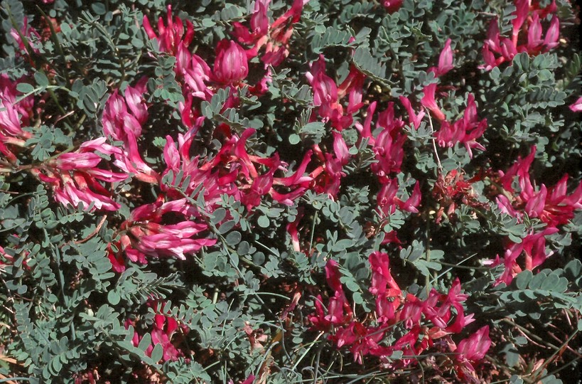 Astragalus monspessulanus