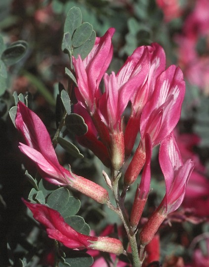 Astragalus monspessulanus