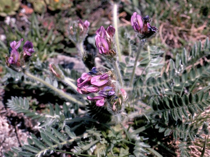 Oxytropis halleri