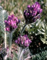 Oxytropis halleri