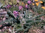 Oxytropis halleri