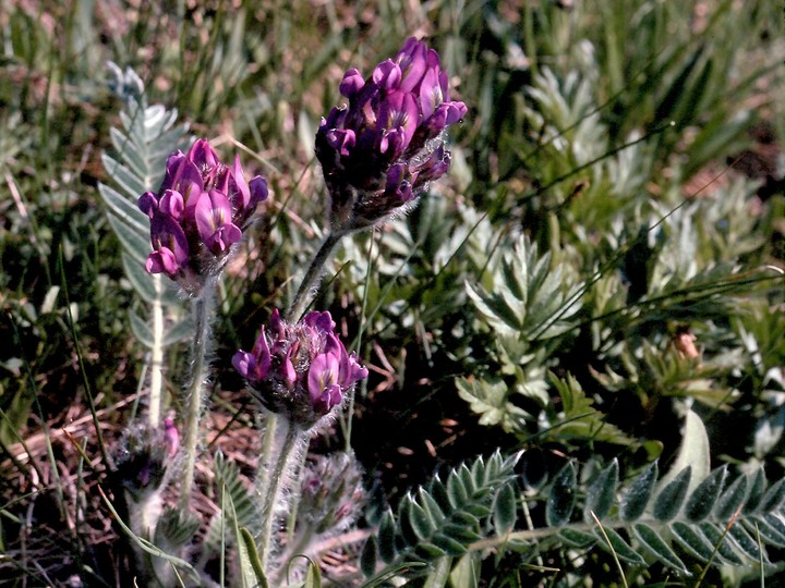 Oxytropis halleri