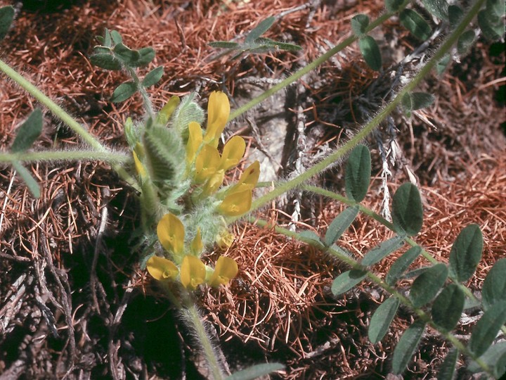 Astragalus exscapus