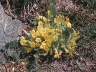 Astragalus exscapus