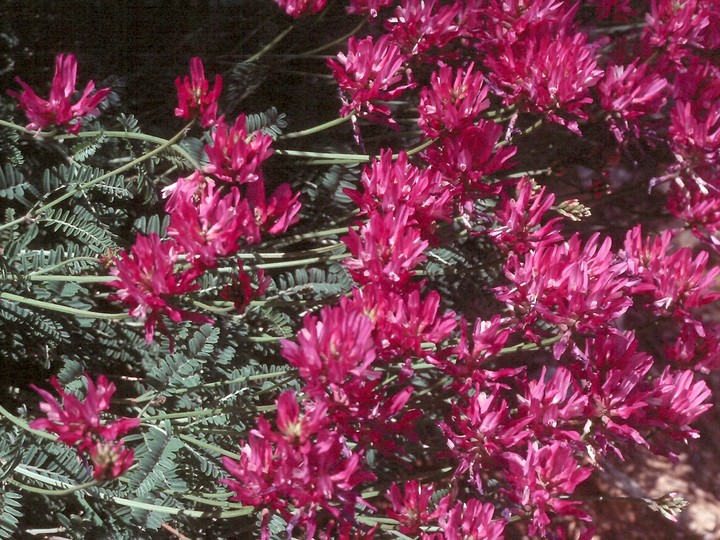 Astragalus sp.1