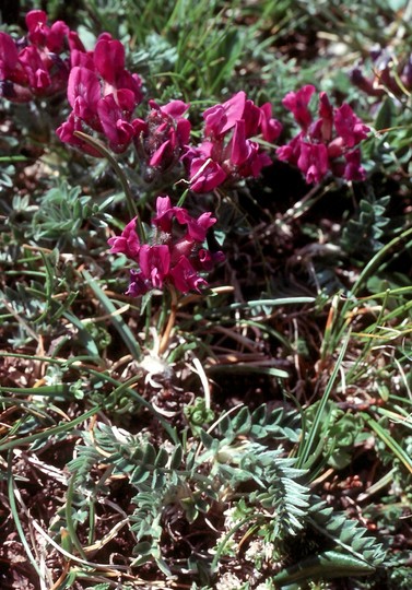 Oxytropis carpatica?