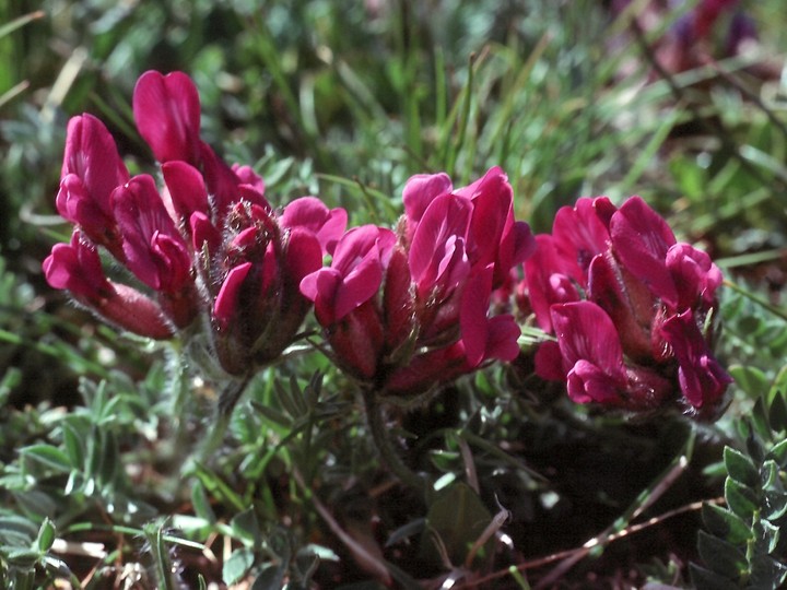 Oxytropis carpatica?