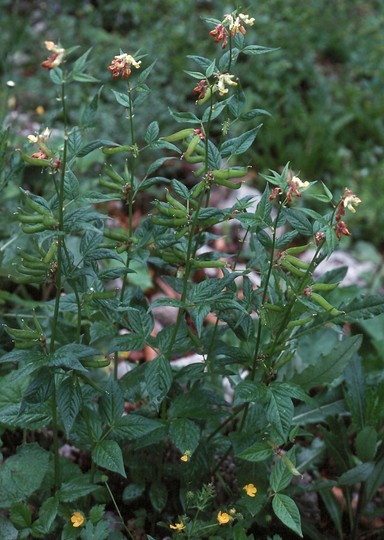 Lathyrus sp.1