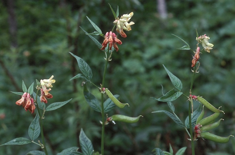 Lathyrus sp.1