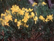 Genista radiata