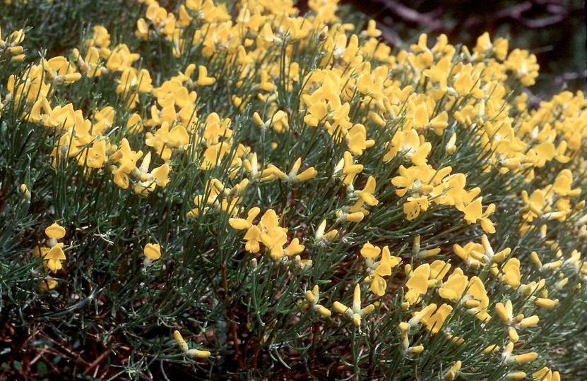 Genista radiata