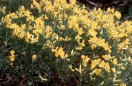 Genista radiata