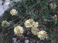 Trifolium pratense var. frigidum