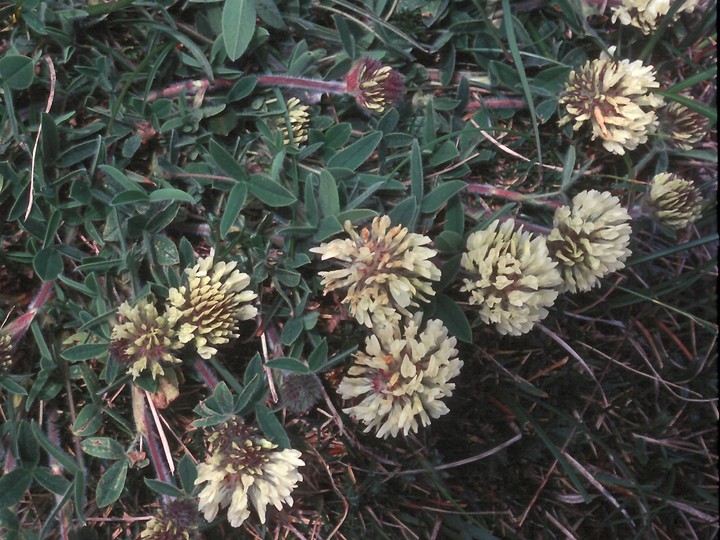 Trifolium pratense var. frigidum