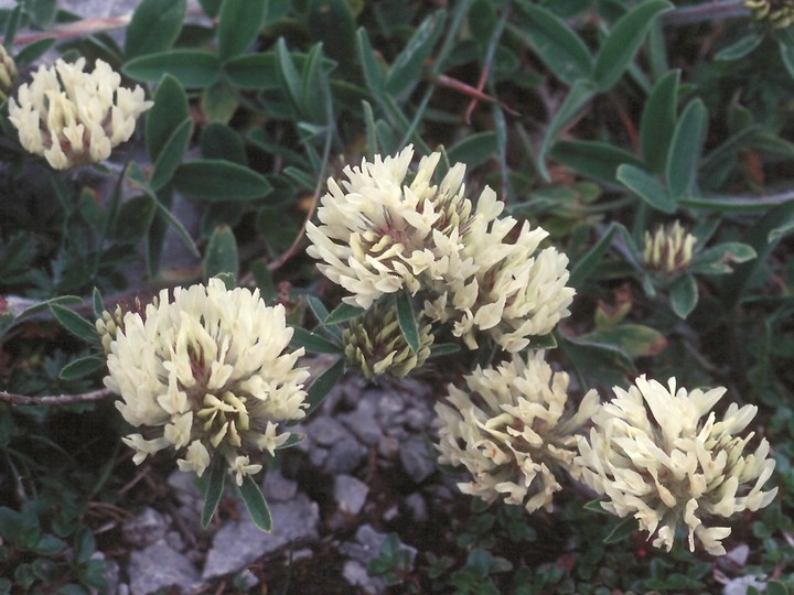 Trifolium pratense var. frigidum