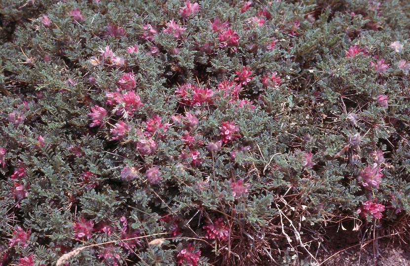 Astragalus parnassi?