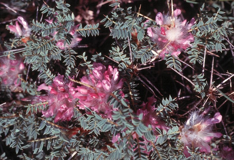 Astragalus parnassi?