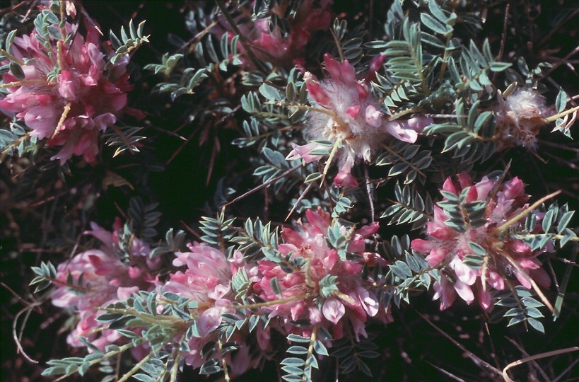 Astragalus parnassi?