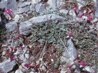 Astragalus sericophyllus?