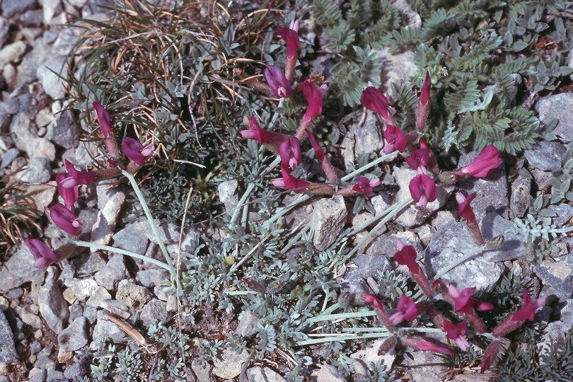 Astragalus sericophyllus?