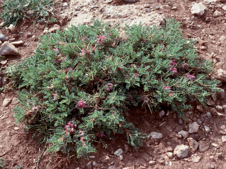 Astragalus parnassi?