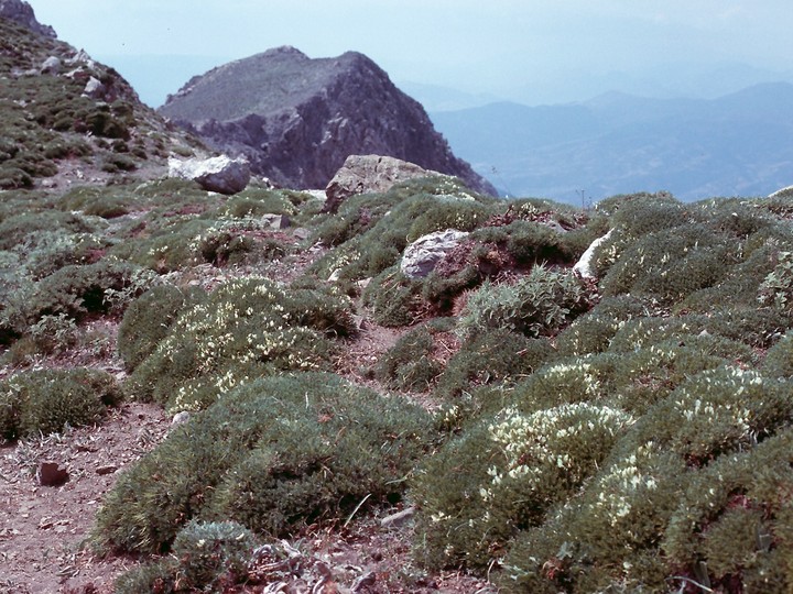 Astragalus angustifolius