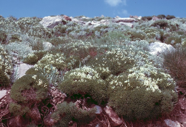 Astragalus angustifolius