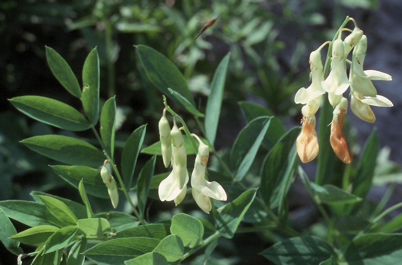 Lathyrus laevigatus