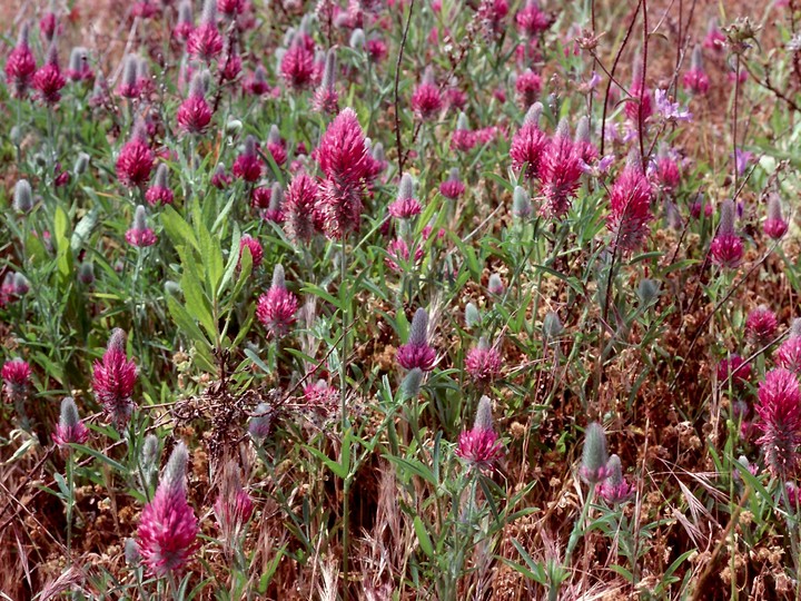 Trifolium rubens