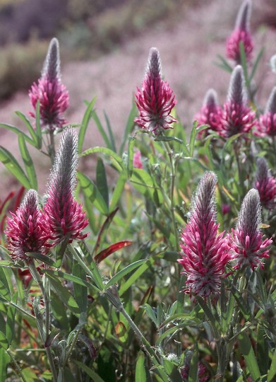 Trifolium rubens