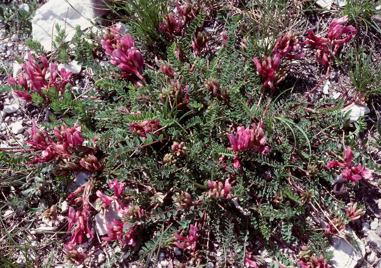 Astragalus monspessulanus