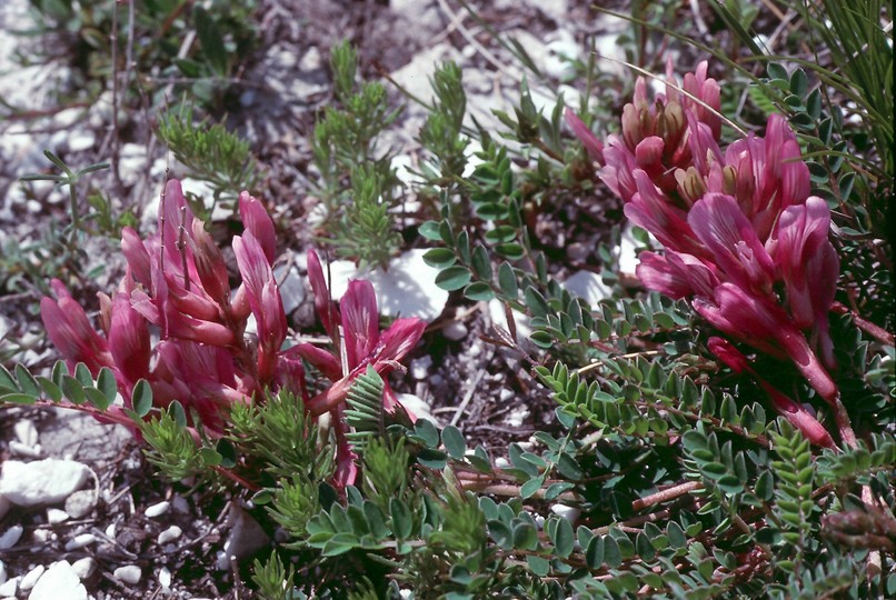 Astragalus monspessulanus