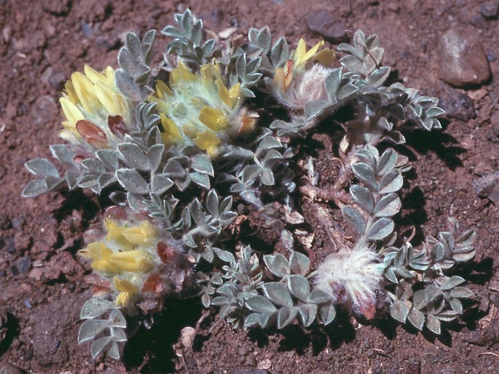 Astragalus sp.4