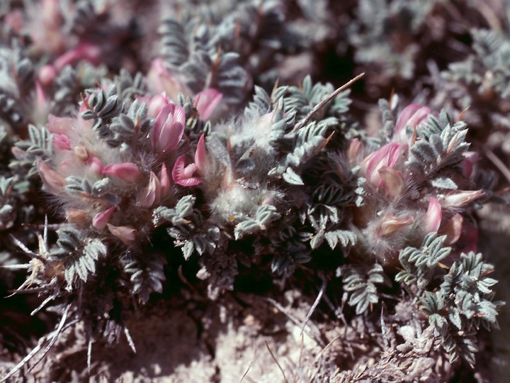 Astragalus sp.5