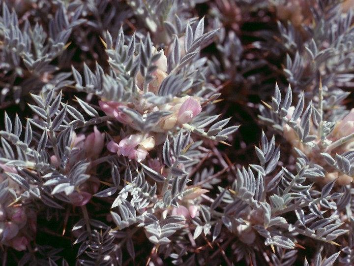 Astragalus sp.5