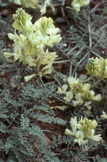 Astragalus sp.8