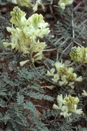 Astragalus sp.8