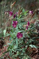 Lathyrus sp.3