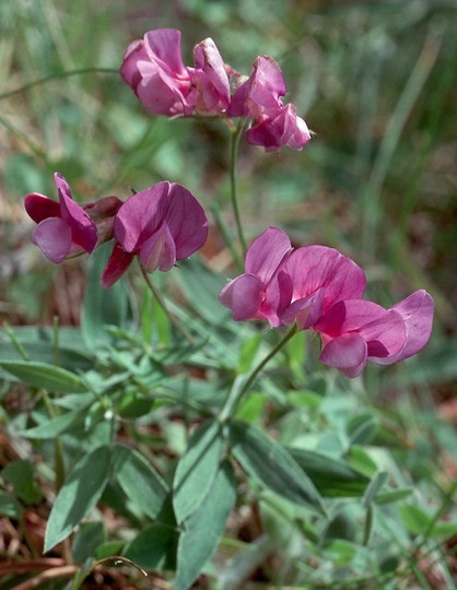 Lathyrus sp.3