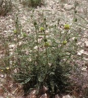 Astragalus sp.6