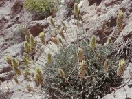 Astragalus sp.2