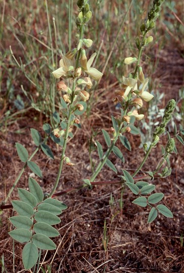 Onobrychis sp.