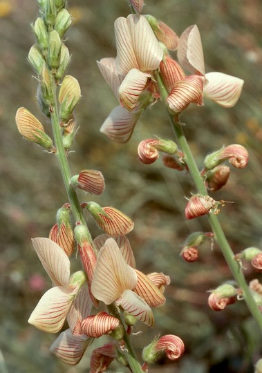 Onobrychis sp.