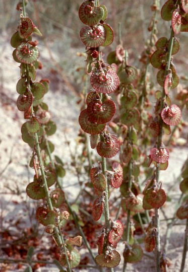 Onobrychis sp.